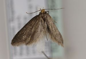  ( - TLMF Lep 26456)  @12 [ ] CreativeCommons - Attribution Non-Commercial Share-Alike (2018) Peter Huemer Tiroler Landesmuseum