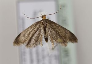  ( - TLMF Lep 26775)  @11 [ ] CreativeCommons - Attribution Non-Commercial Share-Alike (2018) Peter Huemer Tiroler Landesmuseum