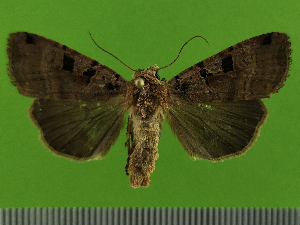  ( - KLM Lep 14538)  @13 [ ] CreativeCommons - Attribution Non-Commercial Share-Alike (2019) Christian Wieser Landesmuseum Kärnten