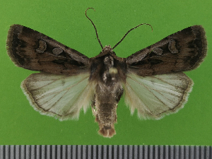  ( - KLM Lep 14598)  @11 [ ] CreativeCommons - Attribution Non-Commercial Share-Alike (2019) Christian Wieser Landesmuseum Kärnten