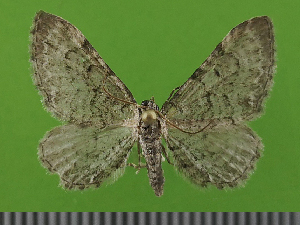  (Eupithecia dissertata - KLM Lep 14748)  @11 [ ] CreativeCommons - Attribution Non-Commercial Share-Alike (2019) Christian Wieser Landesmuseum Kärnten