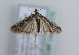  ( - TLMF Lep 27175)  @11 [ ] CreativeCommons - Attribution Non-Commercial Share-Alike (2019) Peter Huemer Tiroler Landesmuseum