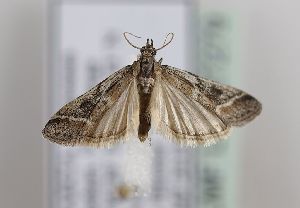  ( - TLMF Lep 27279)  @11 [ ] CreativeCommons - Attribution Non-Commercial Share-Alike (2019) Peter Huemer Tiroler Landesmuseum