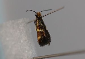  (Micropterix paykullella - TLMF Lep 27581)  @11 [ ] CreativeCommons - Attribution Non-Commercial Share-Alike (2019) Peter Huemer Tiroler Landesmuseum