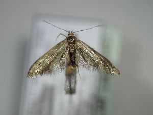  ( - TLMF Lep 29451)  @11 [ ] CreativeCommons - Attribution Non-Commercial Share-Alike (2020) Peter Huemer Tiroler Landesmuseum