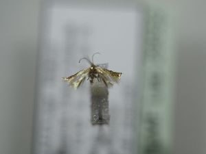  (Trifurcula baldensis - TLMF Lep 29552)  @11 [ ] CreativeCommons - Attribution Non-Commercial Share-Alike (2020) Peter Huemer Tiroler Landesmuseum