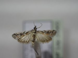  ( - TLMF Lep 29965)  @11 [ ] CreativeCommons - Attribution Non-Commercial Share-Alike (2020) Peter Huemer Tiroler Landesmuseum