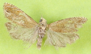  (Eucosma suffusella - KLMLep16339)  @11 [ ] CreativeCommons - Attribution Non-Commercial Share-Alike (2025) Laura Waldner Landesmuseum Kärnten