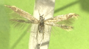  ( - KLMLep16532)  @11 [ ] CreativeCommons - Attribution Non-Commercial Share-Alike (2025) Christian Wieser Landesmuseum K&auml;rnten