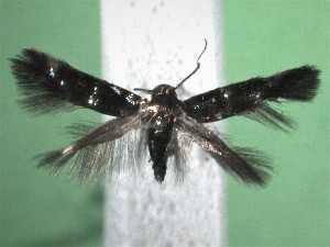  ( - KLM Lep 15644)  @11 [ ] CreativeCommons - Attribution Non-Commercial Share-Alike (2022) Christian Wieser Landesmuseum Kärnten