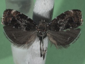  ( - KLM Lep 15704)  @11 [ ] CreativeCommons - Attribution Non-Commercial Share-Alike (2022) Christian Wieser Landesmuseum Kärnten