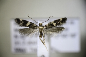  ( - TLMF Lep 31402)  @11 [ ] CreativeCommons - Attribution Non-Commercial Share-Alike (2022) Peter Huemer Tiroler Landesmuseum