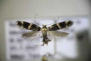  ( - TLMF Lep 31403)  @11 [ ] CreativeCommons - Attribution Non-Commercial Share-Alike (2022) Peter Huemer Tiroler Landesmuseum