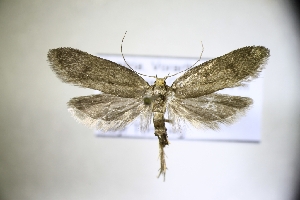  ( - TLMF Lep 31470)  @11 [ ] CreativeCommons - Attribution Non-Commercial Share-Alike (2022) Peter Huemer Tiroler Landesmuseum