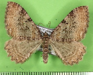  ( - KLMLep15840)  @11 [ ] CreativeCommons - Attribution Non-Commercial Share-Alike (2022) Helge Heimburg Landesmuseum Kärnten