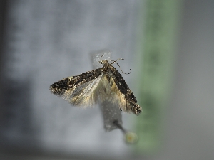  (Agnoea labonnei - TLMF_Lep_33218)  @11 [ ] CreativeCommons - Attribution Non-Commercial Share-Alike (2022) Peter Huemer Tiroler Landesmuseum