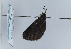  ( - TLMF Lep 09514)  @12 [ ] CreativeCommons - Attribution Non-Commercial Share-Alike (2013) Peter Huemer Tiroler Landesmuseum Ferdinandeum