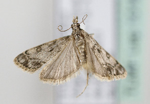  ( - TLMF Lep 10168)  @12 [ ] CreativeCommons - Attribution Non-Commercial Share-Alike (2013) Peter Huemer Tiroler Landesmuseum Ferdinandeum