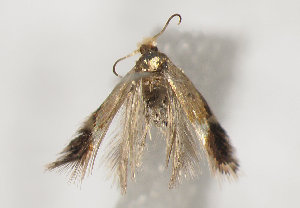  ( - TLMF Lep 10323)  @12 [ ] CreativeCommons - Attribution Non-Commercial Share-Alike (2013) Peter Huemer Tiroler Landesmuseum Ferdinandeum