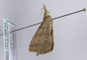  ( - TLMF Lep 10674)  @12 [ ] CreativeCommons - Attribution Non-Commercial Share-Alike (2013) Peter Huemer Tiroler Landesmuseum Ferdinandeum