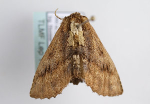  ( - TLMF Lep 11392)  @13 [ ] CreativeCommons - Attribution Non-Commercial Share-Alike (2013) Unspecified Tiroler Landesmuseum Ferdinandeum