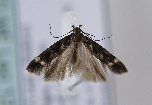  ( - TLMF Lep 12332)  @12 [ ] CreativeCommons - Attribution Non-Commercial Share-Alike (2013) Peter Huemer Tiroler Landesmuseum Ferdinandeum