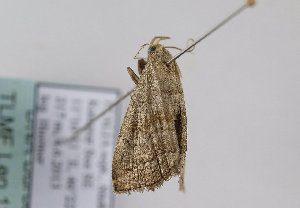  ( - TLMF Lep 12722)  @12 [ ] CreativeCommons - Attribution Non-Commercial Share-Alike (2013) Peter Huemer Tiroler Landesmuseum Ferdinandeum