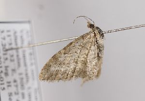  ( - TLMF Lep 18357)  @12 [ ] CreativeCommons - Attribution Non-Commercial Share-Alike (2015) Peter Huemer Tiroler Landesmuseum Ferdinandeum