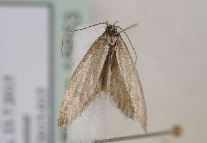  ( - TLMF Lep 18853)  @11 [ ] CreativeCommons - Attribution Non-Commercial Share-Alike (2015) Peter Huemer Tiroler Landesmuseum