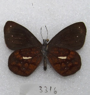  ( - MACN-Bar-Lep-ct 03316)  @13 [ ] Copyright (2014) MACN Museo Argentino de Ciencias Naturales "Bernardino Rivadavia"