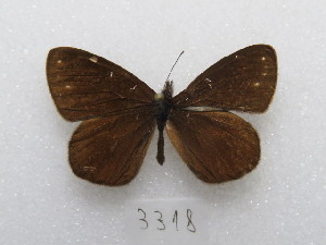  ( - MACN-Bar-Lep-ct 03318)  @11 [ ] Copyright (2014) MACN Museo Argentino de Ciencias Naturales "Bernardino Rivadavia"