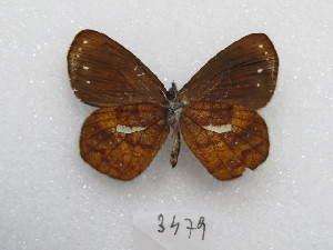  ( - MACN-Bar-Lep-ct 03479)  @11 [ ] Copyright (2014) MACN Museo Argentino de Ciencias Naturales "Bernardino Rivadavia"