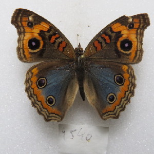  (Junonia evarete flirtea - MACN-Bar-Lep-ct 09540)  @11 [ ] Copyright (2024) MACN Museo Argentino de Ciencias Naturales "Bernardino Rivadavia"