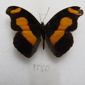  ( - MACN-Bar-Lep-ct 09550)  @11 [ ] Copyright (2024) MACN Museo Argentino de Ciencias Naturales "Bernardino Rivadavia"