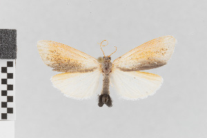  (Agylla nr. bioptera - EcEs-Lep-00557)  @11 [ ] copyright (2024) Gunnar Brehm Friedrich-Schiller-University Jena