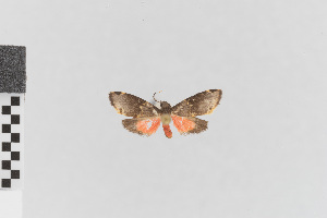  (Nodozana nr. catocaloides - EcEs-Lep-00560)  @11 [ ] copyright (2024) Gunnar Brehm Friedrich-Schiller-University Jena