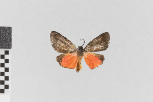  (Prepiella nr. hippona - EcEs-Lep-00562)  @11 [ ] copyright (2024) Gunnar Brehm Friedrich-Schiller-University Jena