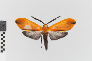  (Correbidia calopteridia gr - EcEs-Lep-00015)  @11 [ ] copyright (2024) Gunnar Brehm Friedrich-Schiller-University Jena