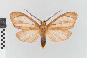  (Tricypha imperialis gr - EcEs-Lep-00030)  @11 [ ] copyright (2024) Gunnar Brehm Friedrich-Schiller-University Jena