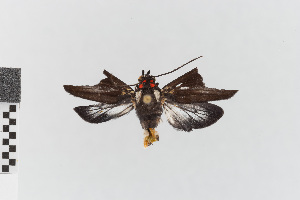  (Telioneura obsoleta - EcEs-Lep-00091)  @11 [ ] copyright (2024) Gunnar Brehm Friedrich-Schiller-University Jena