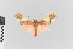  (Trichromia nr. amelia - EcEs-Lep-00097)  @11 [ ] copyright (2024) Gunnar Brehm Friedrich-Schiller-University Jena