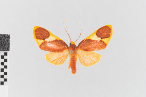  (Trichromia atta_group - EcEs-Lep-00138)  @11 [ ] copyright (2024) Gunnar Brehm Friedrich-Schiller-University Jena