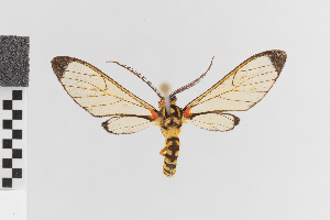  (Sphecosoma stratiotes - EcEs-Lep-00140)  @11 [ ] copyright (2024) Gunnar Brehm Friedrich-Schiller-University Jena