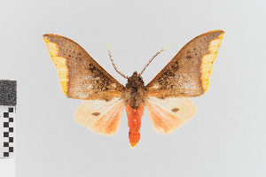  (Arctiarpia melanopasta mossi - EcEs-Lep-00151)  @11 [ ] copyright (2024) Gunnar Brehm Friedrich-Schiller-University Jena