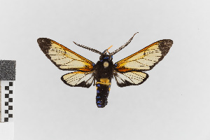  (Sarosa lutibasis - EcEs-Lep-00187)  @11 [ ] copyright (2024) Gunnar Brehm Friedrich-Schiller-University Jena