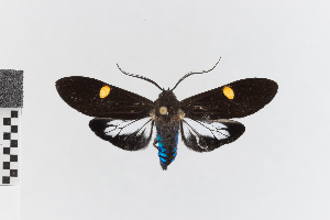  (Aclytia heber_group - EcEs-Lep-00216)  @11 [ ] copyright (2024) Gunnar Brehm Friedrich-Schiller-University Jena