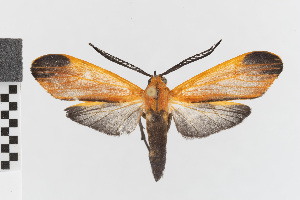  (Correbidia calopteridia_group - EcEs-Lep-00219)  @11 [ ] copyright (2024) Gunnar Brehm Friedrich-Schiller-University Jena