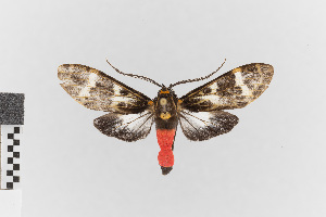  (Cramerius flavopunctatum - EcEs-Lep-00220)  @11 [ ] copyright (2024) Gunnar Brehm Friedrich-Schiller-University Jena