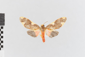  (Trichromia nr. metachryseis - EcEs-Lep-00254)  @11 [ ] copyright (2024) Gunnar Brehm Friedrich-Schiller-University Jena