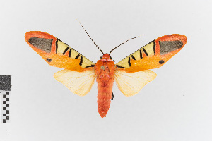  (Gorgonidia buckleyi_group - EcEs-Lep-00281)  @11 [ ] copyright (2024) Gunnar Brehm Friedrich-Schiller-University Jena